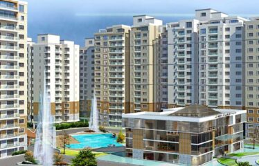 Ahad Euphoria Wing 11